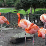 Зоопарк в г. Антверпен