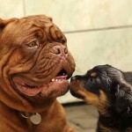 Домашние животные в Бельгии