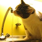 Питьевая вода подорожает на 15 процентов