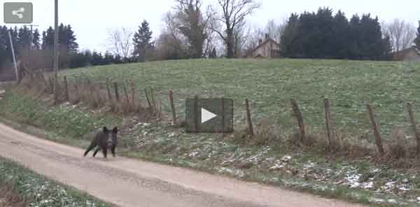 Кабан заблудился в Бельгии