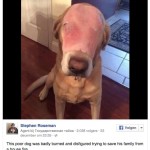 Собака с ветчиной