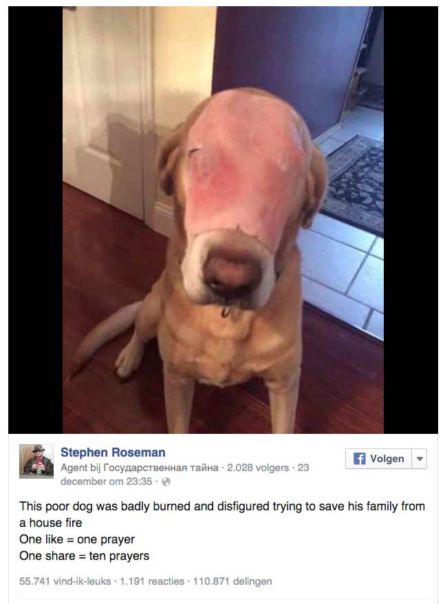 Собака с ветчиной