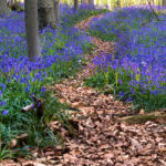 Халлербос — сказочный лес в Бельгии [ФОТО]