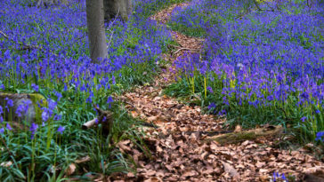 Халлербос — сказочный лес в Бельгии [ФОТО]
