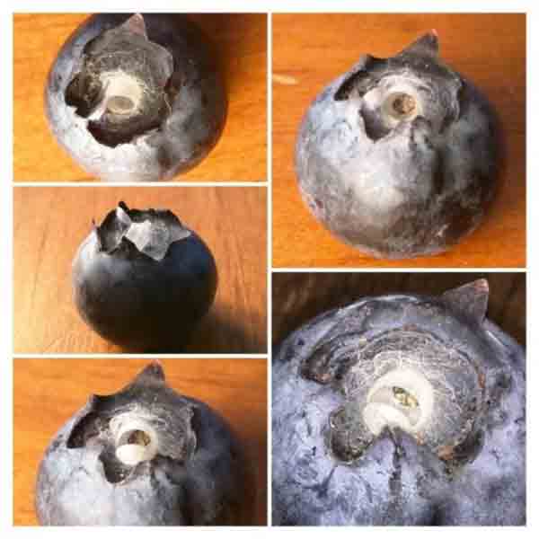 Паук в упаковке с черной смородиной