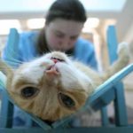 обязательная кастрация котов в Бельгии