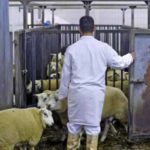 Забой скота в Бельгии