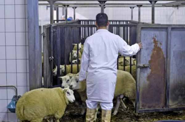 Забой скота в Бельгии