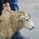 Забой скота Halal в Бельгии