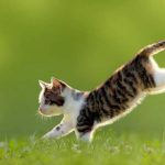 Закон о стерилизации новорожденных котят вступил в силу