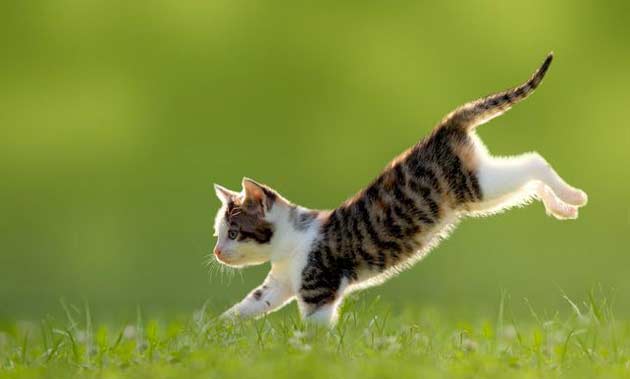 Закон о стерилизации новорожденных котят вступил в силу