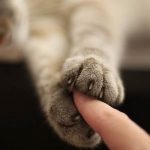 Усыпление кошек в Бельгии