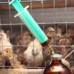 антибиотики в производстве мяса