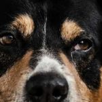 Содержание животных в Бельгии