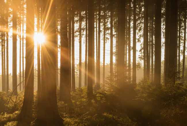 Незабываемая путешествие в бельгийские Арденны