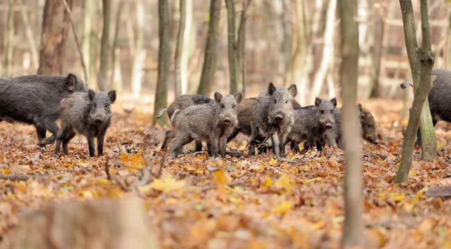Незабываемая путешествие в бельгийские Арденны