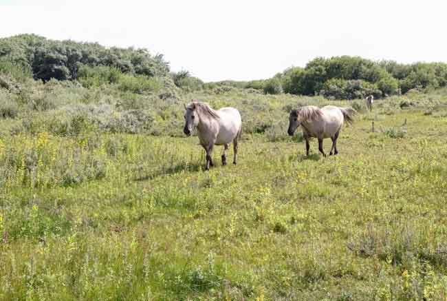 История приморского города Де-Панне
