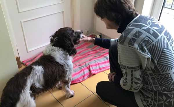 Бельгийский пес вернулся в канун нового года спустя шесть лет Бельгийский пес вернулся в канун нового года спустя шесть лет