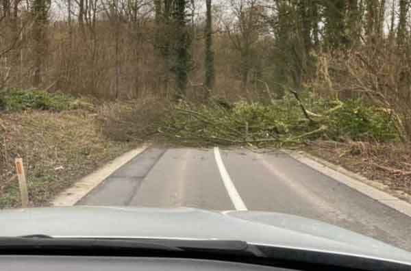 Остерегайтесь упавших деревьев