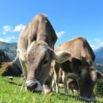 Для спасения климата ученые предлагают обучить коров ходить в туалет