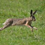 Семья фермера предстала перед судом после того, как сын «в отчаянии» застрелил зайца
