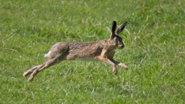 Семья фермера предстала перед судом после того, как сын «в отчаянии» застрелил зайца