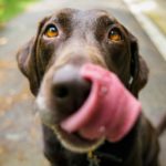 Владельцам собак лучше не допускать эту ошибку: "Штраф может достигать 350 евро"