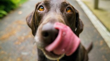 Владельцам собак лучше не допускать эту ошибку: "Штраф может достигать 350 евро"