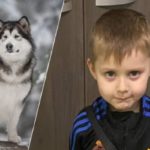 Жертва семейного питомника: трагедия в бельгийской коммуне Кеви