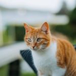 Что делать, если ваш питомец стал причиной несчастного случая?