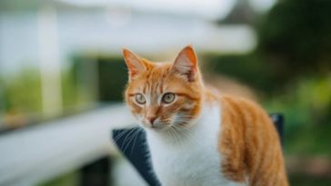 Что делать, если ваш питомец стал причиной несчастного случая?