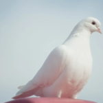 Сколько можно заработать на разведении голубей в Бельгии?