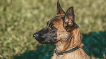 Смертельное нападение: малинуа убил ребенка на глазах у родителей