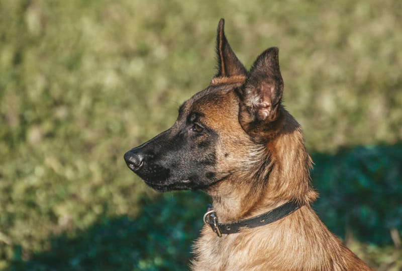 Смертельное нападение: малинуа убил ребенка на глазах у родителей