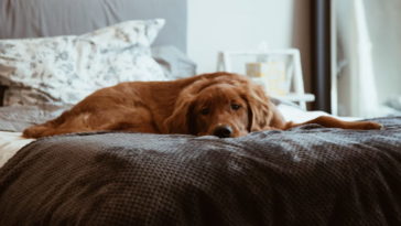 GAS-штраф и запрет на содержание животных: фламандская коммуна усиливает меры