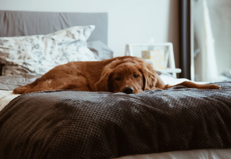 GAS-штраф и запрет на содержание животных: фламандская коммуна усиливает меры